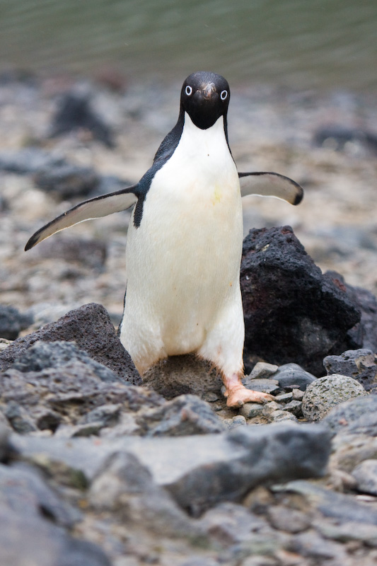 Adélie Penguin